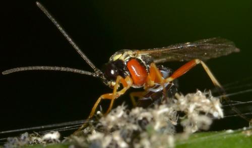 Diplazon pectoratorius